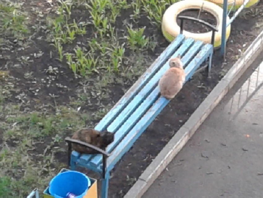 Самоизоляционных кошек застали на лавке в Воронеже