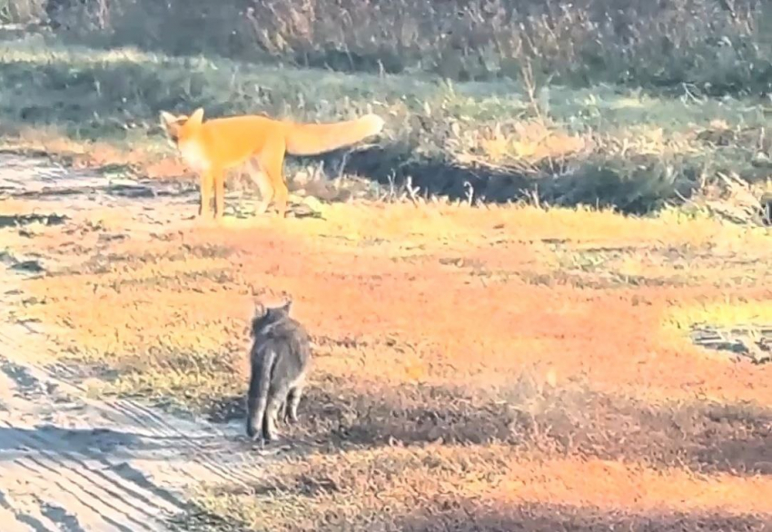 Необычная дружба лисы и котика попала на видео в Воронеже