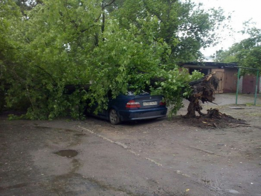 В Воронеже упавшее дерево раздавило крышу автомобилю «BMW"