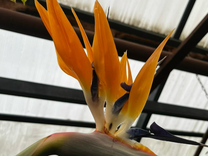 "Райская птица» появилась в Воронеже