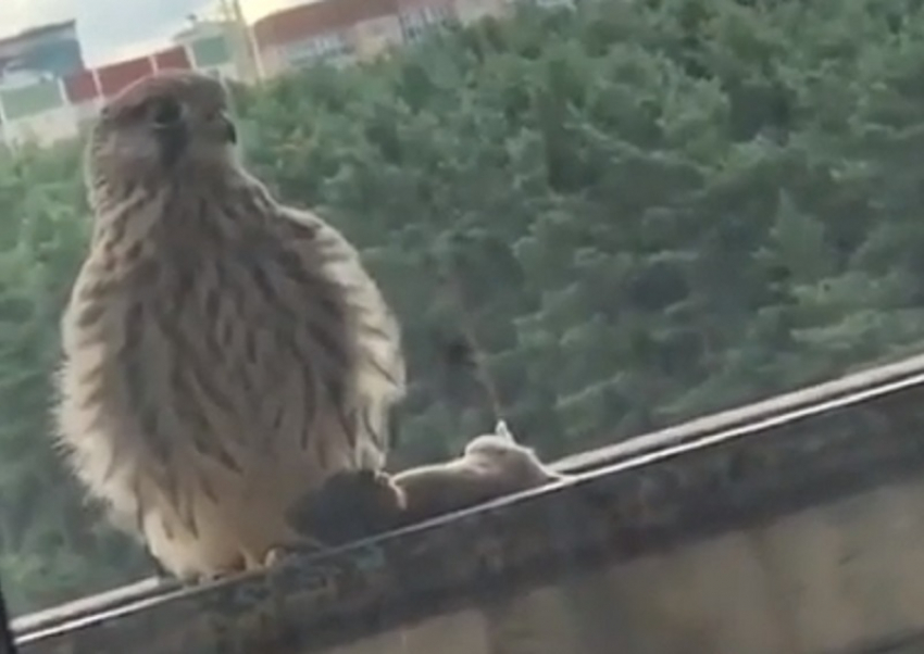 Хищная птица принесла страшный подарок на балкон воронежца
