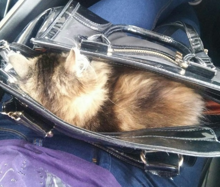 Кошка, которую перевозят в дамской сумочке, рассмешила воронежцев