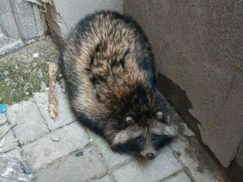 Потерянный енотик в неожиданном месте растрогал воронежцев