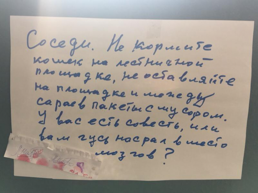 Любовь к кошкам довела соседей до оскорблений в Воронеже