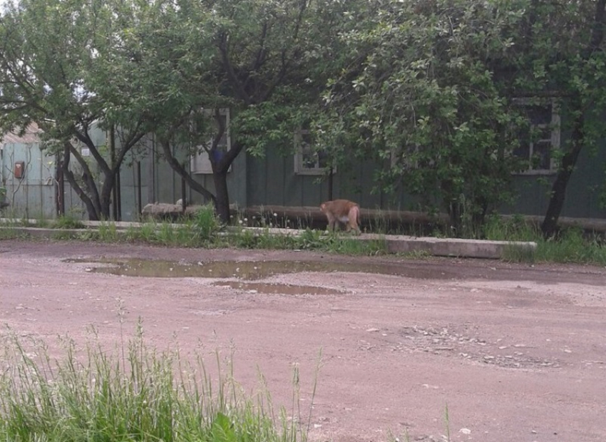 Прогуливающуюся по улице обезьяну сфотографировали в Воронежской области 
