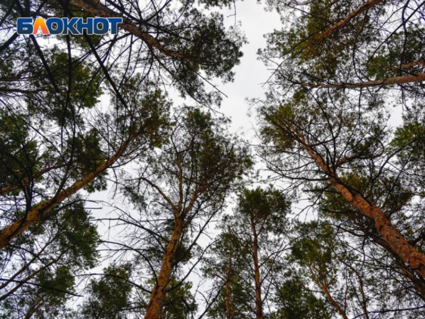 Четыре подростка пропали за 4 дня в Воронежской области