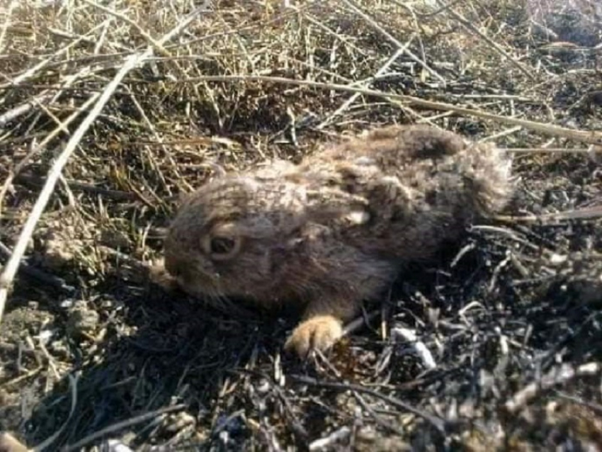 Ландшафтные пожары начали убивать животных в Воронежской области 