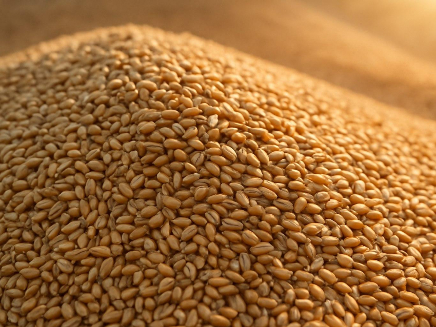 Почти 90 деклараций на зерно приостановлены в Воронежской области