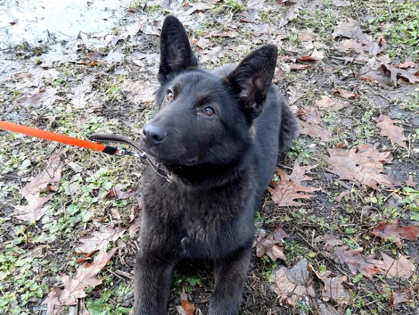 Бездомный пес, найденный под Новый год, обрел семью в Воронежской области