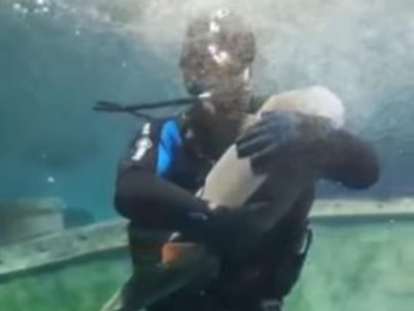 Чувственный танец с акулой сняли в воронежском океанариуме