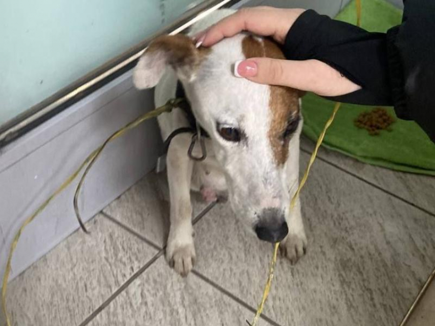 Привязали на проволоку: собаку бросили возле воронежского ТРЦ