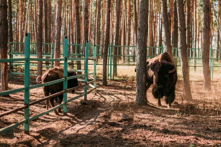 Зоопитомник «Червленый яр» приглашает на праздник «Как прекрасен этот мир - посмотри!».