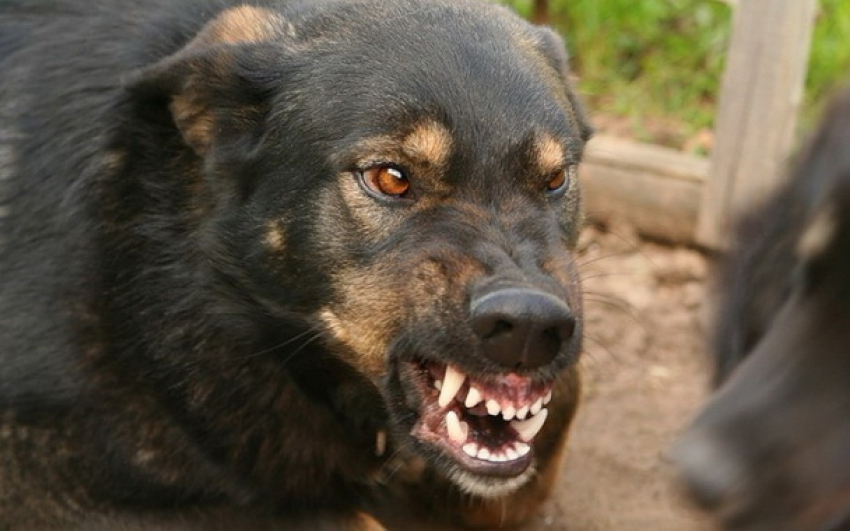Воронежцев предупредили об опасности общения с бешеными лисами, кошками и собаками региона