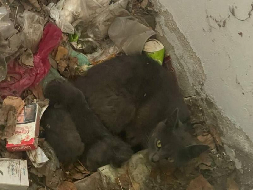 Чудесное спасение кошки и малышей из захламленной «тюрьмы» произошло под Воронежем