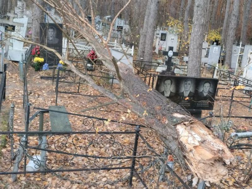 Дерево упало на могилы на кладбище в Воронеже