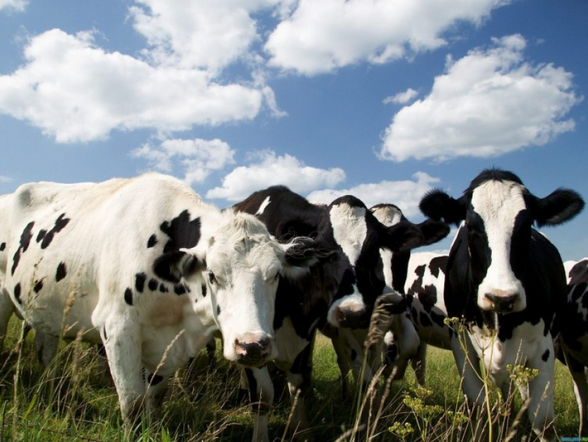 В Бобровском районе появится скотная биржа