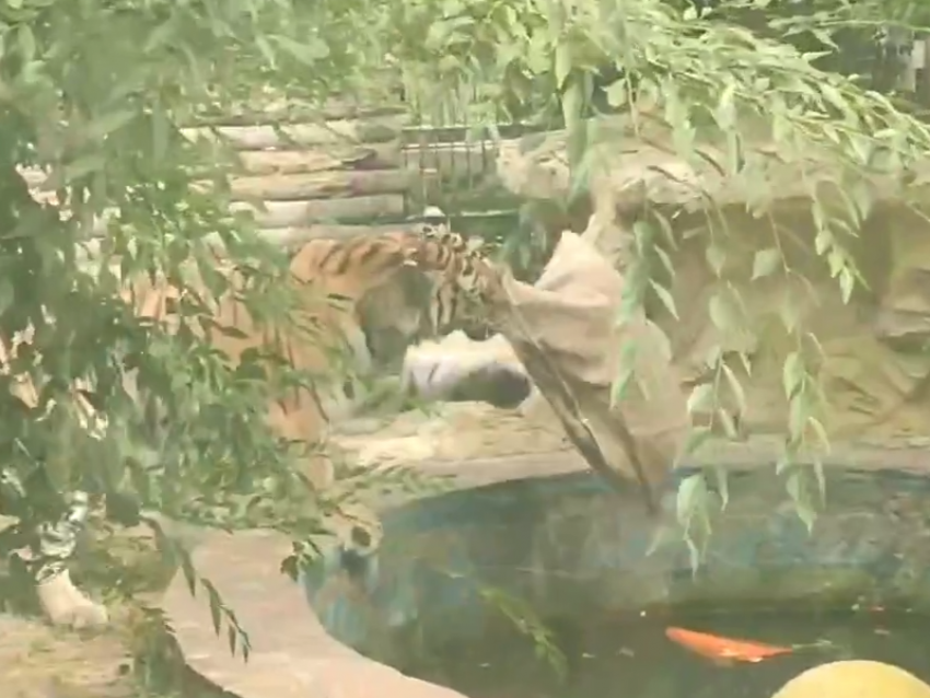 Развлечения амурского тигра с мешком попали на видео в воронежском зоопарке