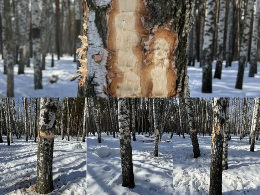 Стало известно об очередном случае экологического вандализма в Северном лесу Воронежа