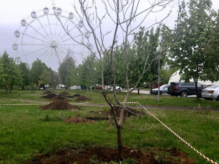 С места строительства музея ВДВ в Воронеже начали пересаживать первые деревья