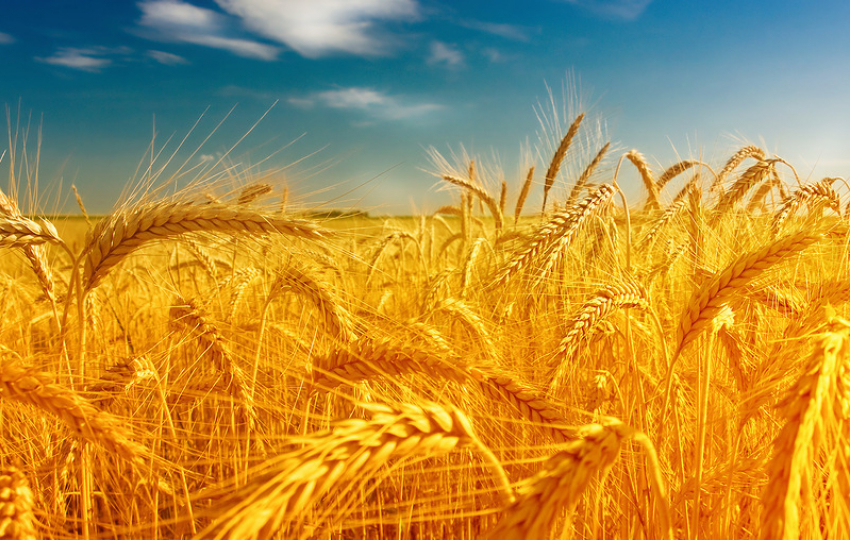 В Воронежской области земли под кукурузу меняют на зерно