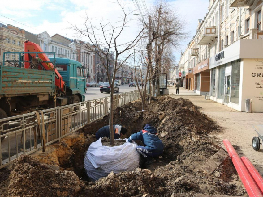 С обновляемого проспекта Революции в Воронеже начали пересаживать липы
