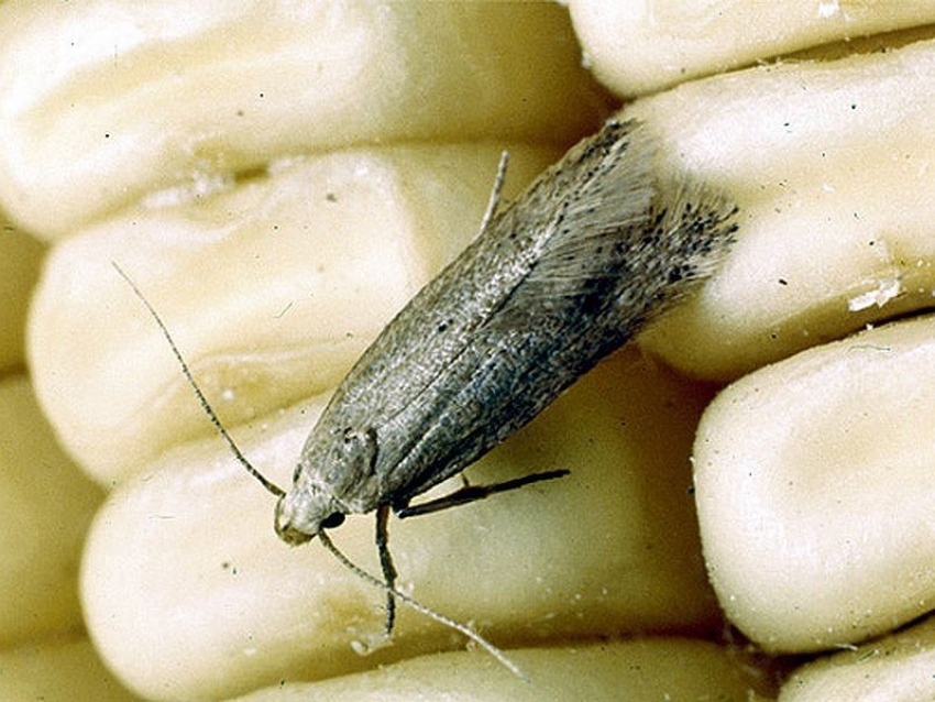 Воронежских школьников кормили крупой с личинками и насекомыми 