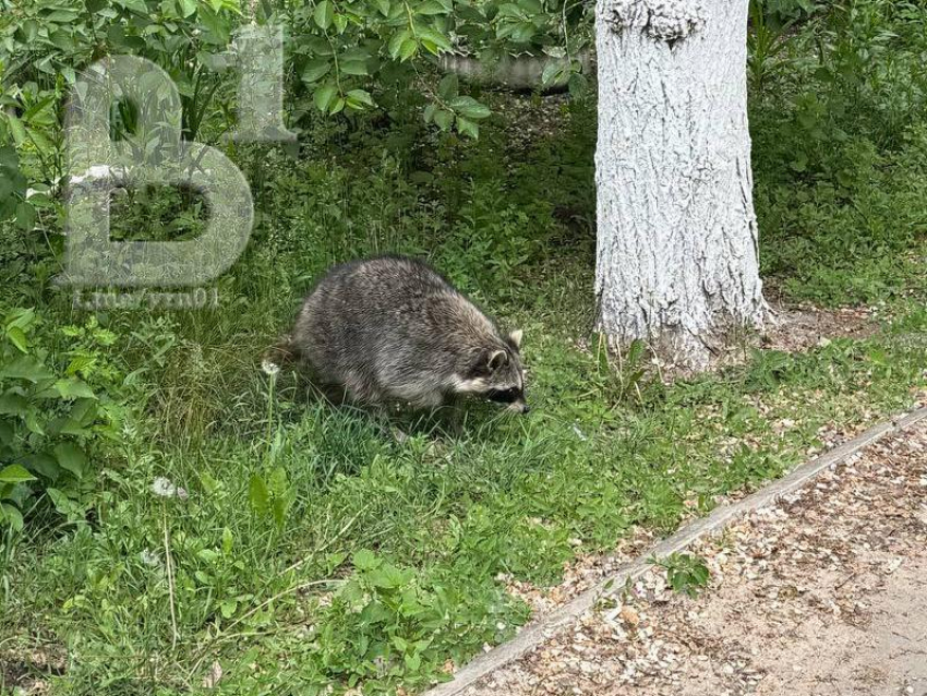 Енот-гуляка переполошил жителей Воронежа