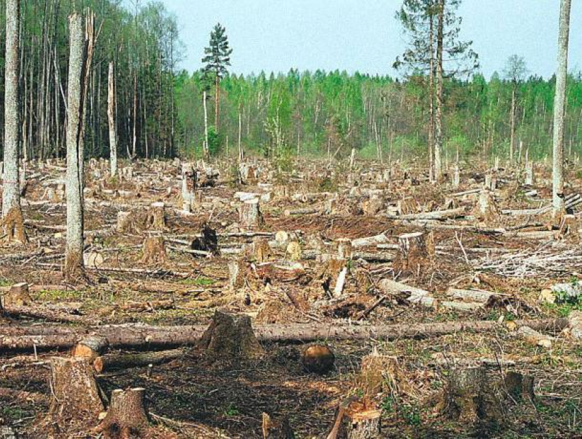 Самое популярное экологическое преступление назвали воронежские прокуроры