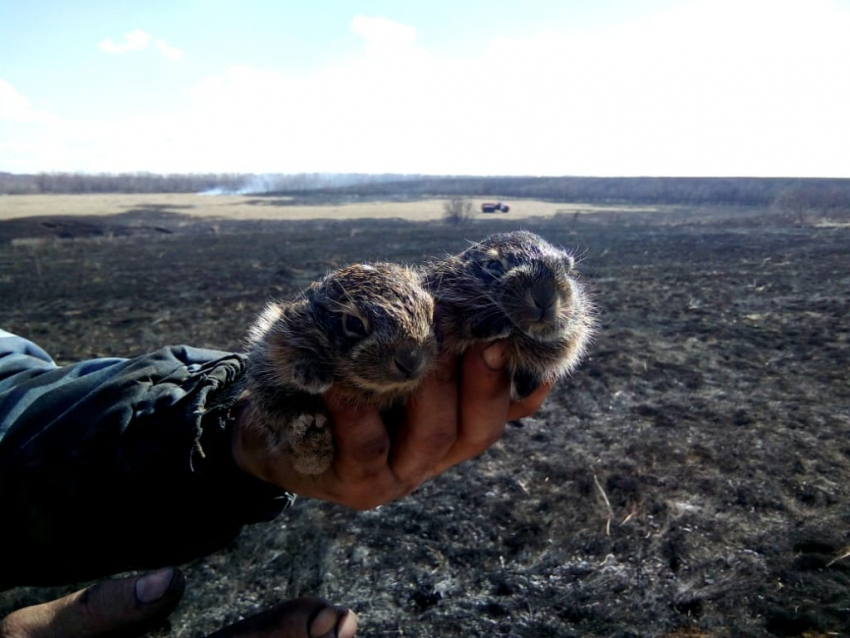 Чудесное спасение зайчат произошло на пожаре под Воронежем  