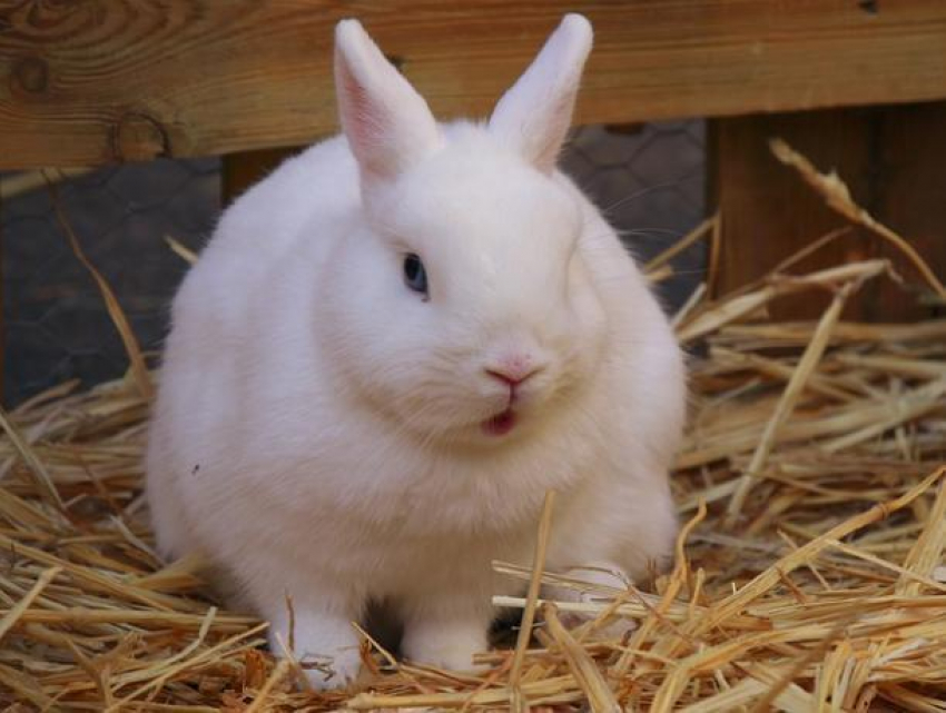 Почему крольчиха разбрасывает или съедает своих крольчат