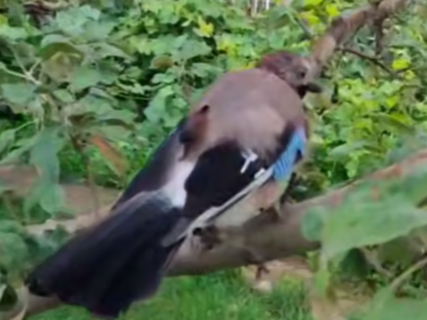 Оба в шоке: встреча необычной птички и воронежского пса попала на видео