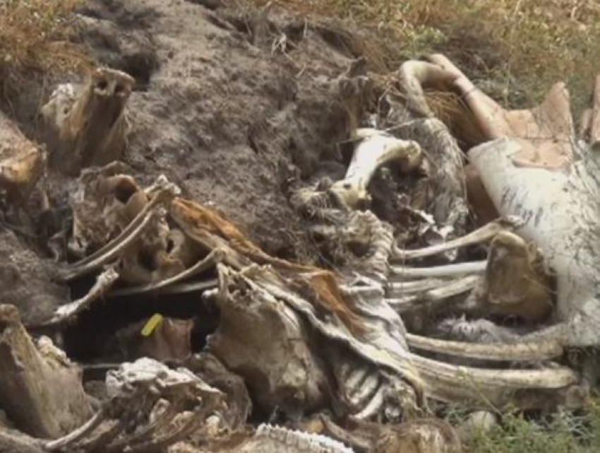 Воронежцы обнаружили в лесу заваленный останками скотомогильник