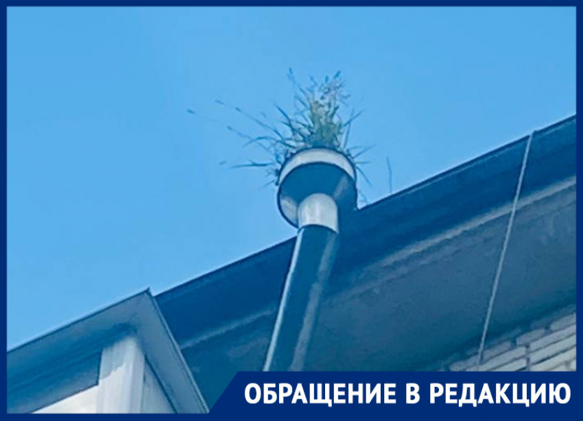 Коммунальщики настолько забросили дождевой слив в Воронеже, что на нем вырос куст 