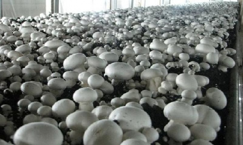 Под Воронежем краснодарцы открывают крупное производство шампиньонов