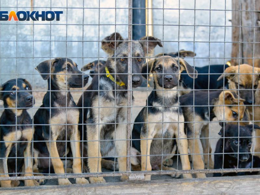 Где оставить заявку на отлов бездомных собак, рассказали воронежцам 