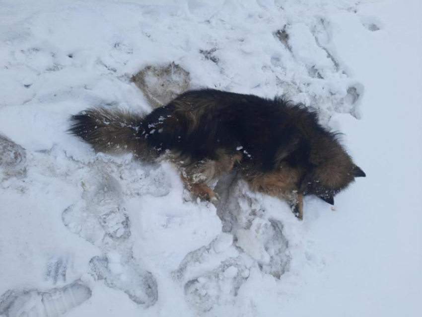 О массовом убийстве собак сообщили жители Воронежской области 