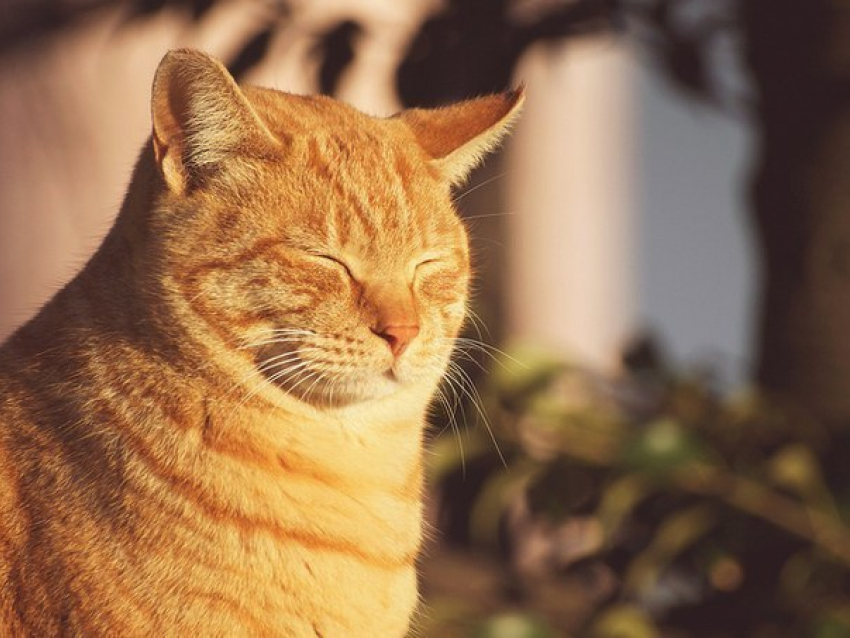 В Воронеже на выходных будет тепло и солнечно
