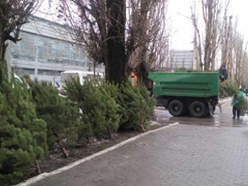 Власти Воронежа начали борьбу с нелегальными продавцами новогодних елок