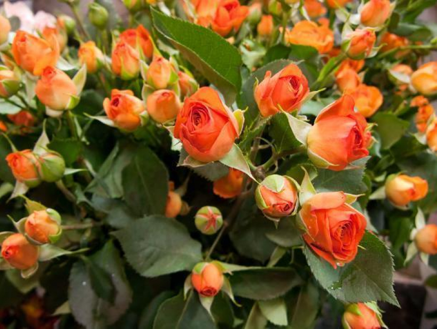 Из воронежского парка украли 27 кустов декоративных роз