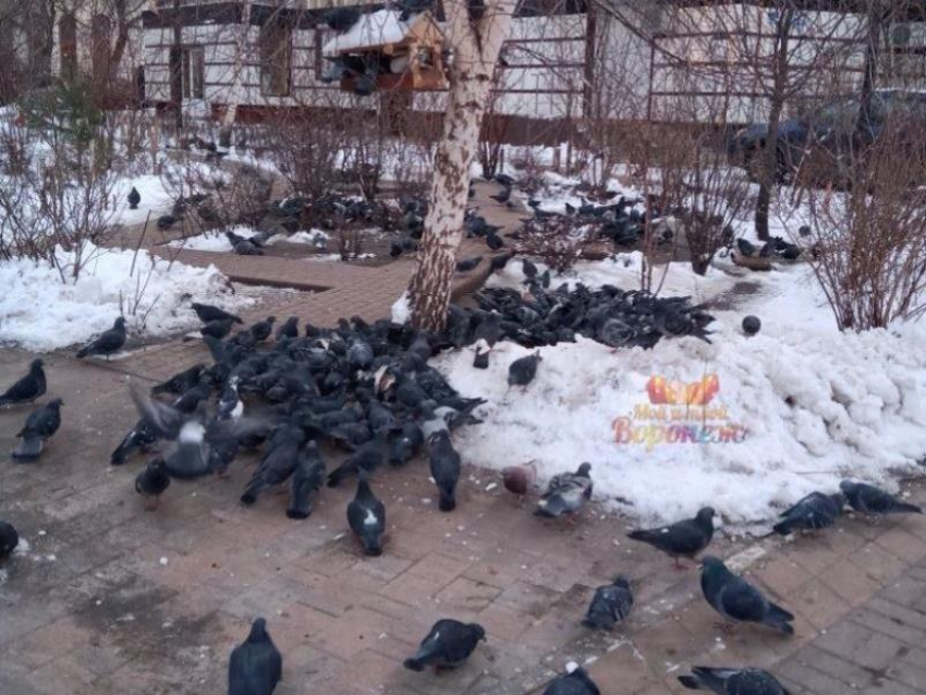  Центральная улица Воронежа превратилась в голубятню 