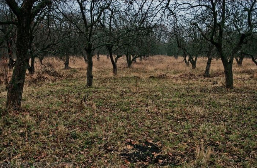 В яблоневом саду на улице Шишкова в Воронеже нашли останки бойцов