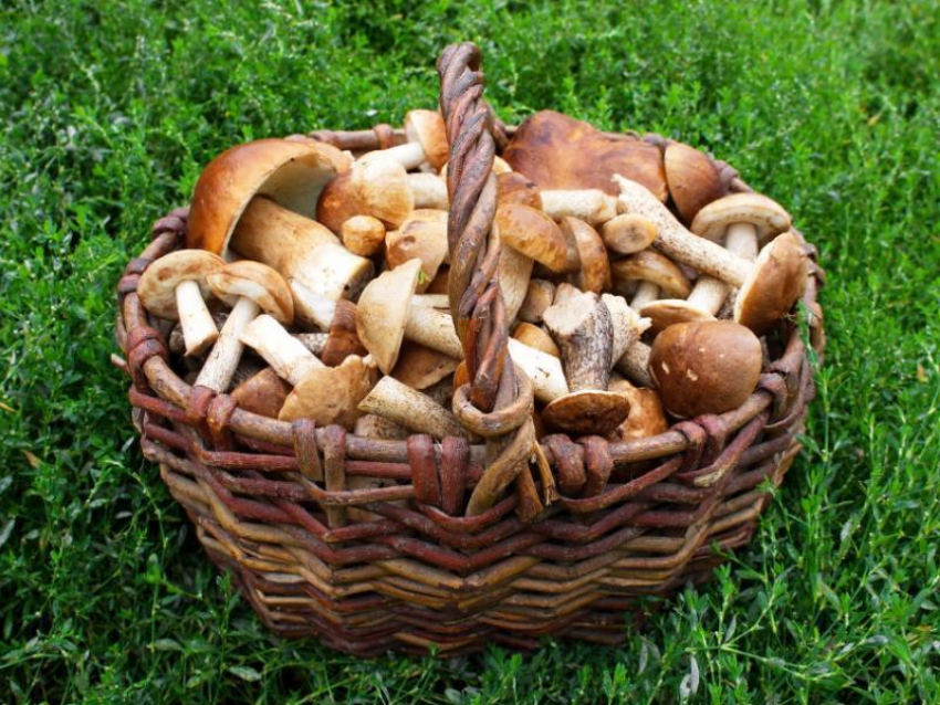  Пять воронежцев отравились грибами в 2019 году