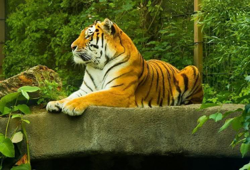 В Воронежском зоопарке рассказали, когда выберут имя амурскому тигру