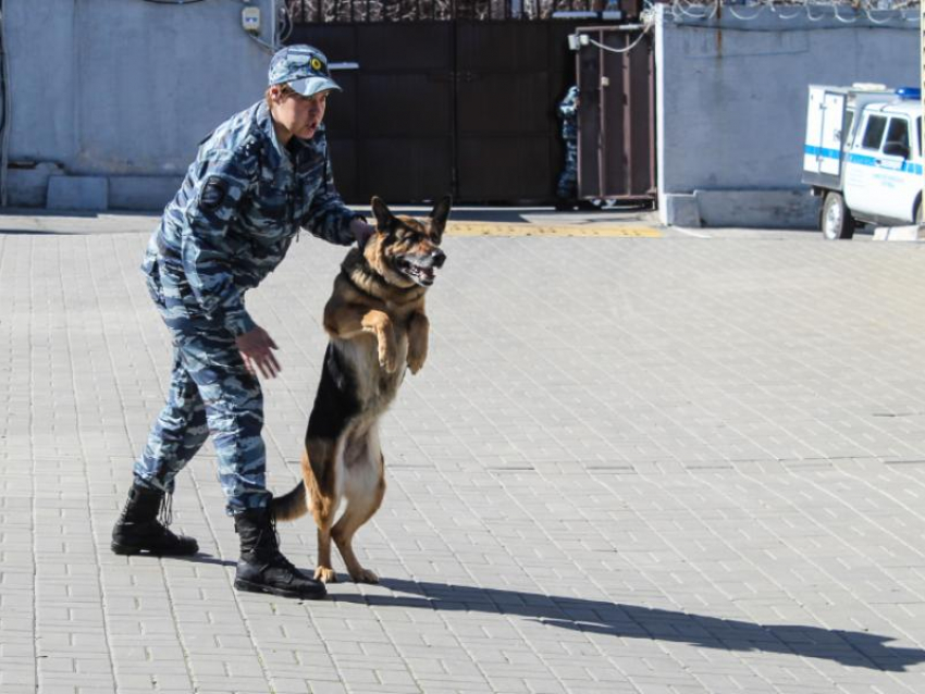 Что случилось с группой из пяти человек, попытавшихся проникнуть в Россию через воронежскую границу