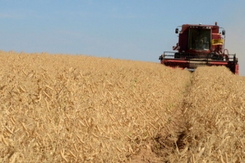 В Воронежской области аграрии собрали первый 1 миллион тонн зерна урожая