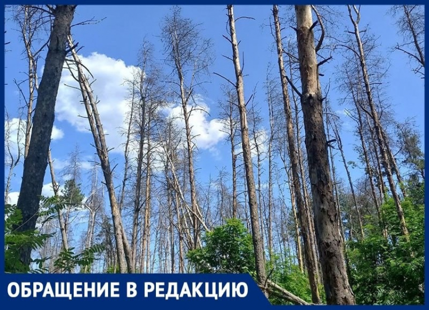 "Превращается в помойку", – житель Воронежа не понимает, почему Северный лес не нужен Гусеву