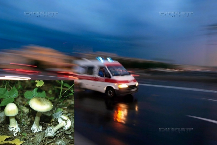 В Воронежской области 3 взрослых и ребенок умерли от ядовитых грибов