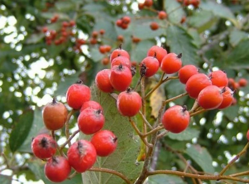 Воронежские олимпийские чемпионы в преддверии майских праздников посадили рябину
