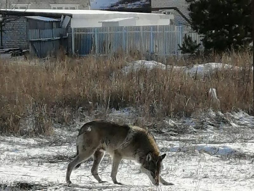 По окраине Воронежа среди белого дня бегал большой волк