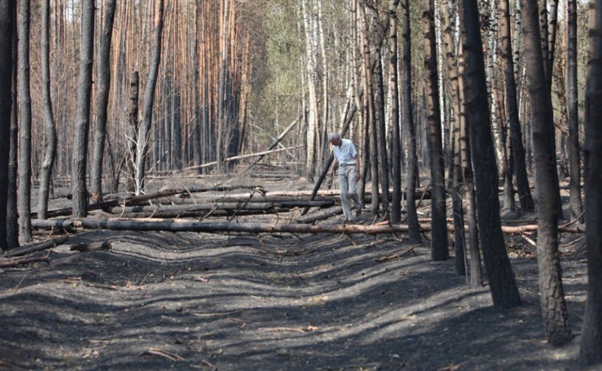 В Воронежской области продолжают расчищать лес после прошлогодних пожаров